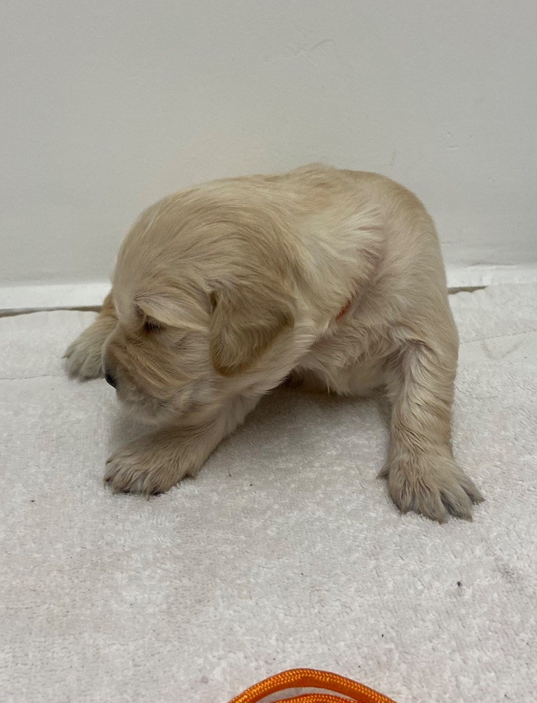 Des Champs D'Eypadero - Chiot disponible  - Golden Retriever