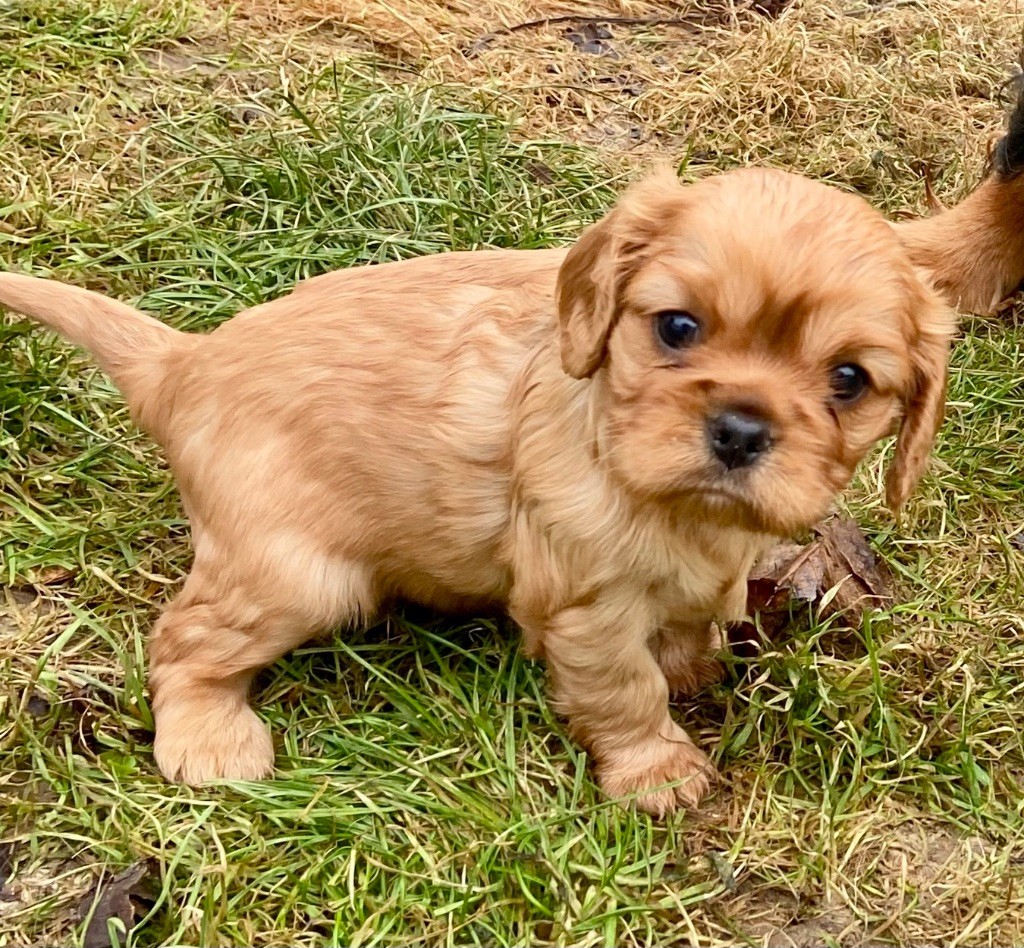 Des Champs D'Eypadero - Chiot disponible  - Cavalier King Charles Spaniel