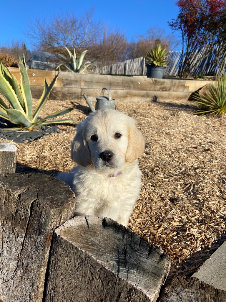 Des Champs D'Eypadero - Chiot disponible  - Golden Retriever