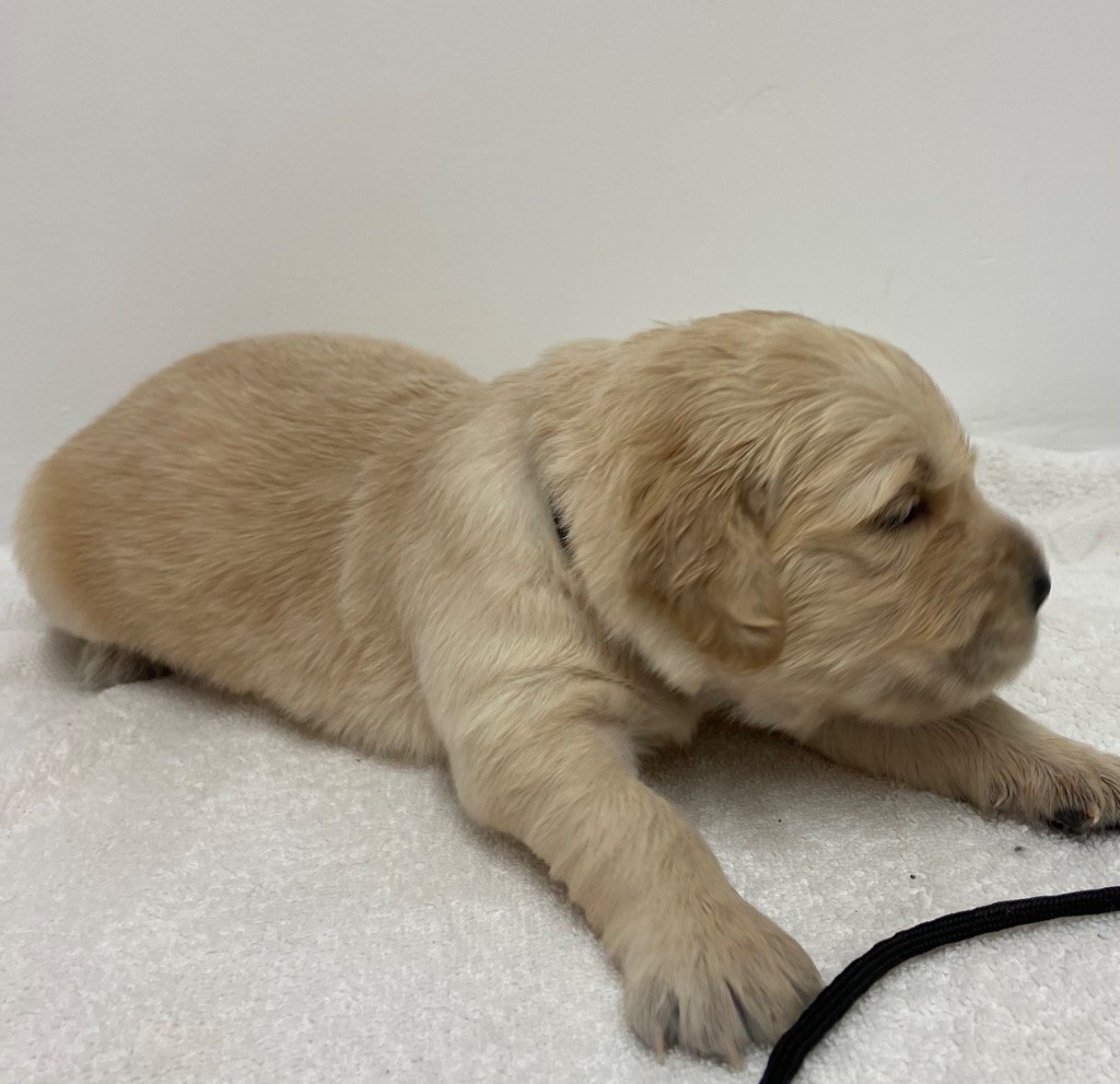 Des Champs D'Eypadero - Chiot disponible  - Golden Retriever