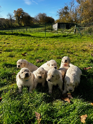 Des Champs D'Eypadero - Golden Retriever - Portée née le 04/11/2024