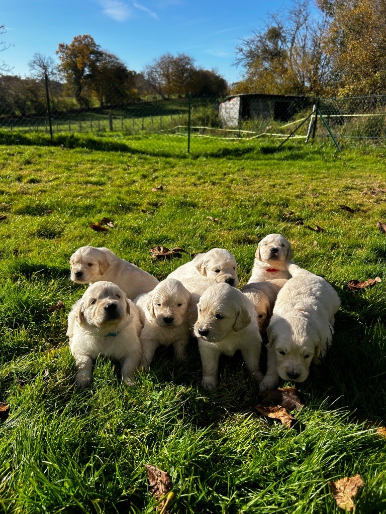 chiot Golden Retriever Des Champs D'Eypadero