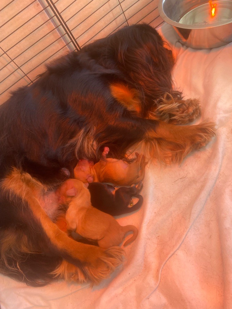 chiot Cavalier King Charles Spaniel Des Champs D'Eypadero