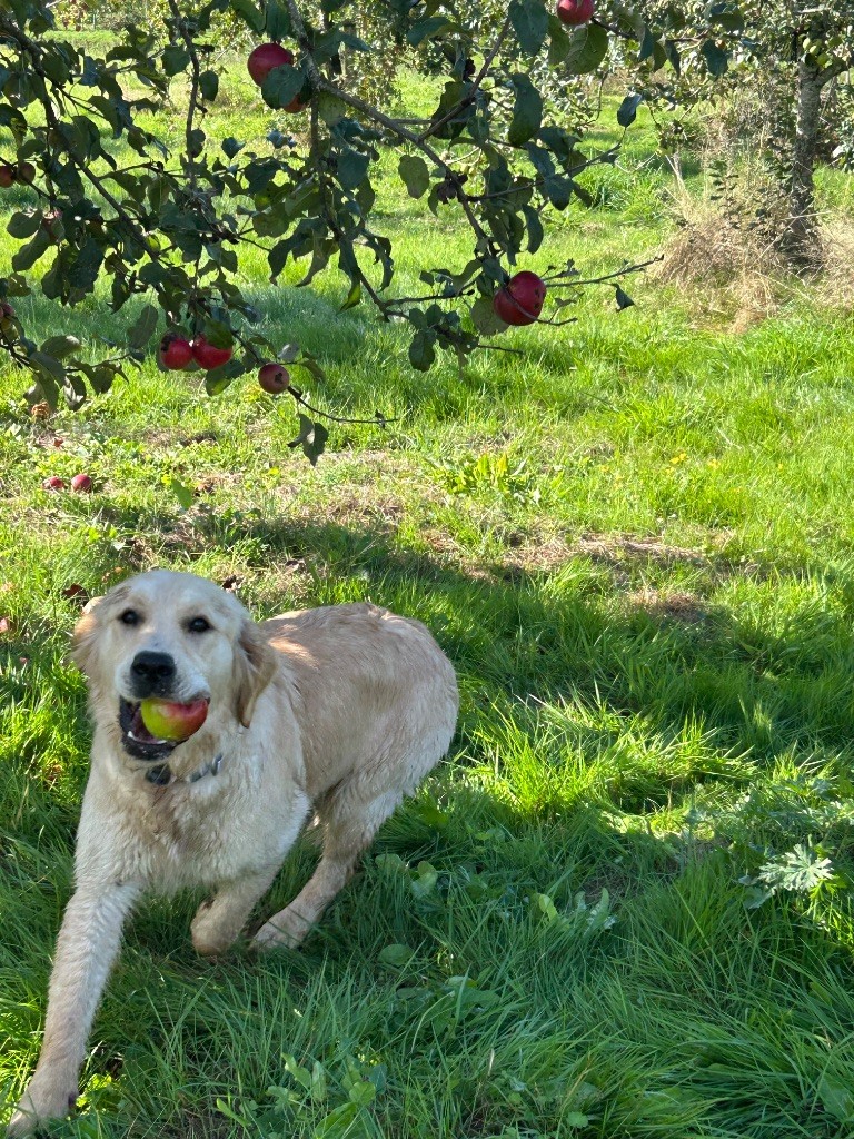 Vanina (Sans Affixe)