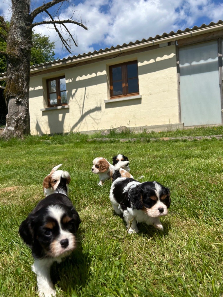 Chiot de reine