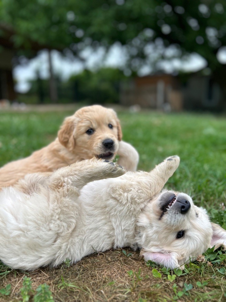 Les bébés ont 6 semaines 