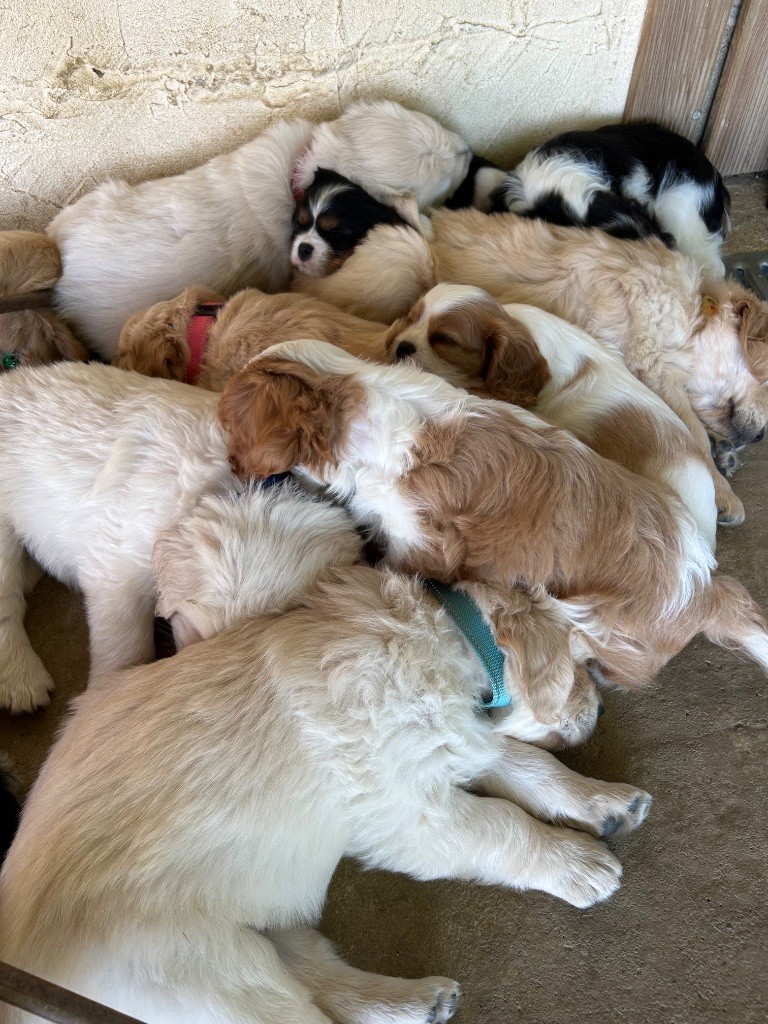 Chiot de reine