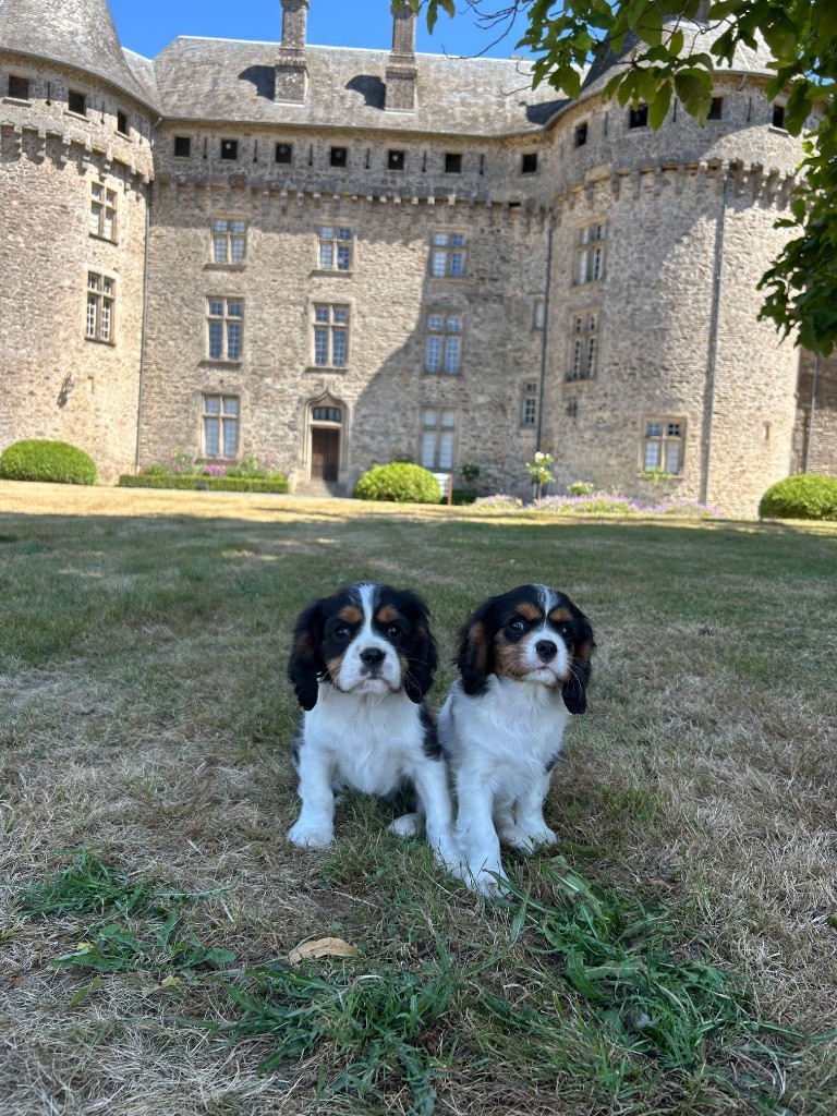 Balade au chateau de Pompadour