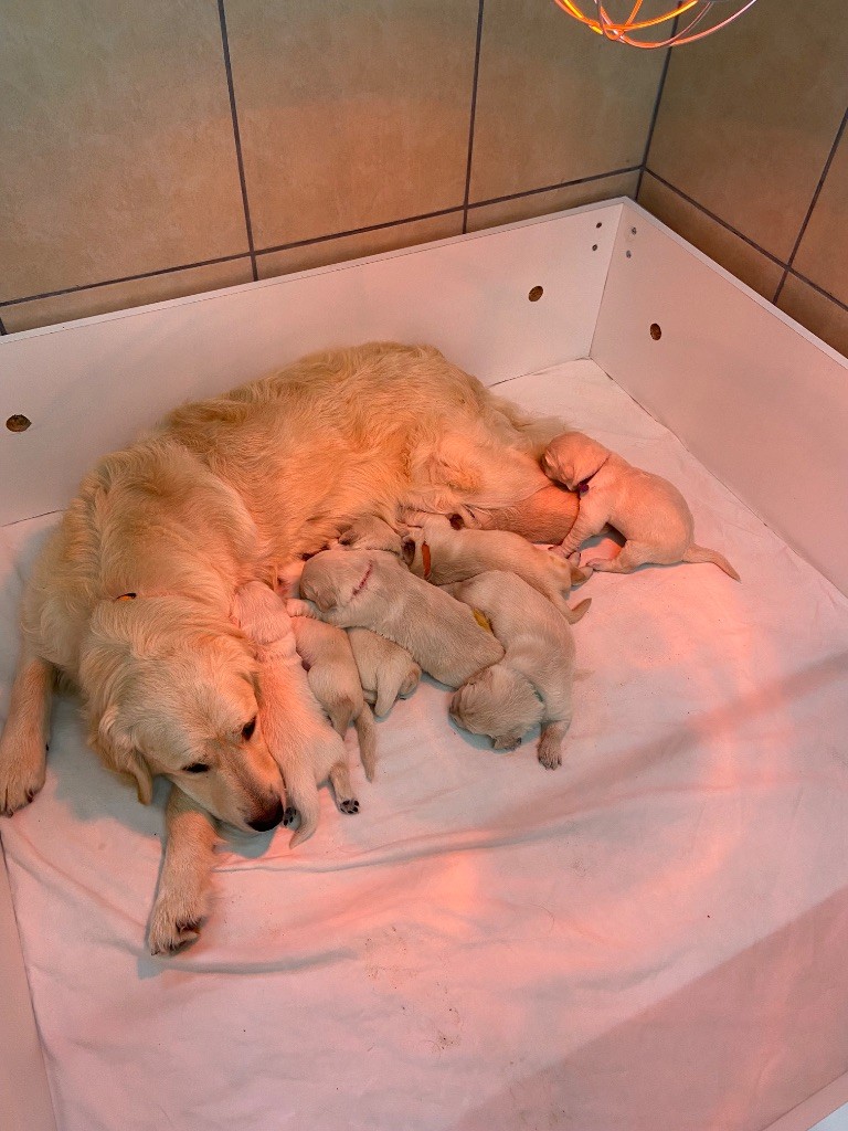 les chiots