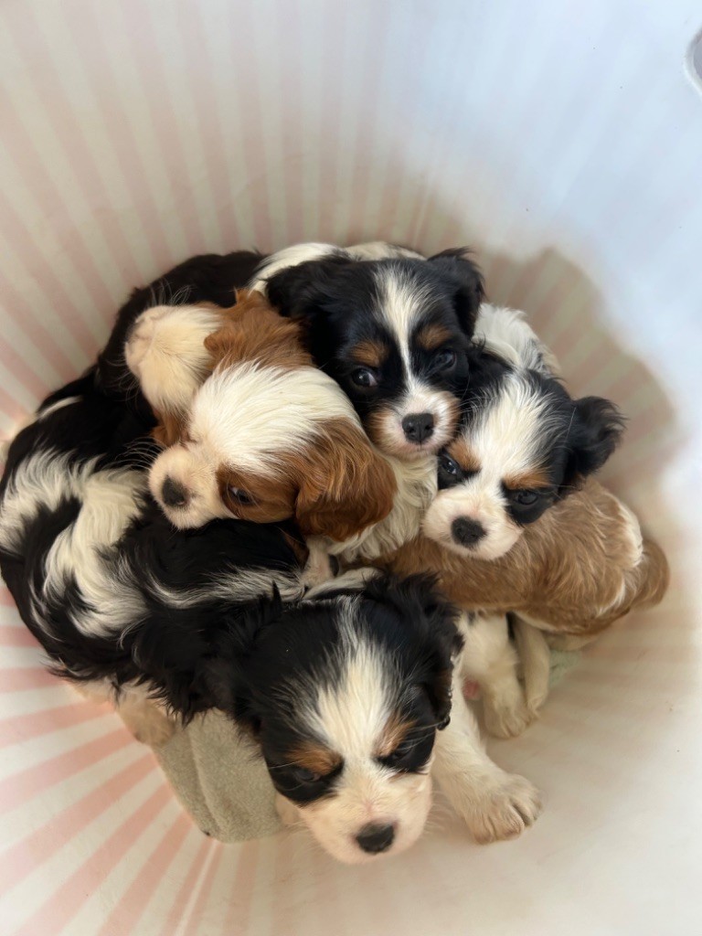 les bébés
