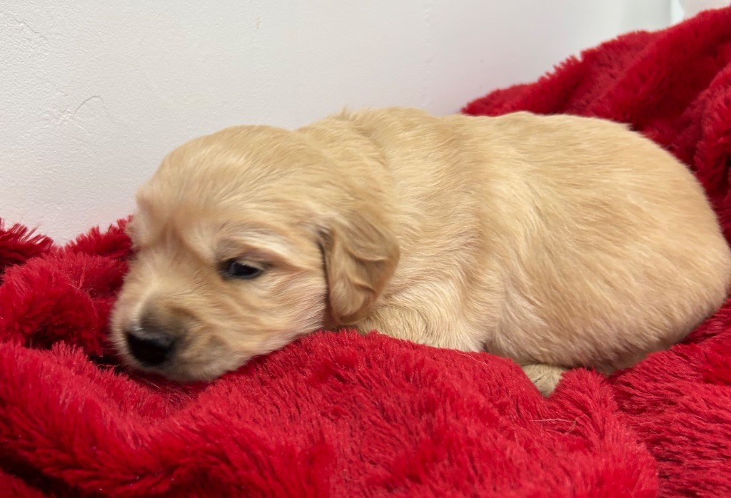 Des Champs D'Eypadero - Chiots disponibles - Golden Retriever