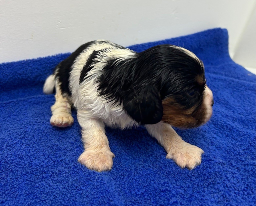 Des Champs D'Eypadero - Chiots disponibles - Cavalier King Charles Spaniel