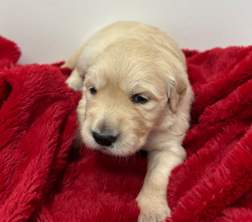 Des Champs D'Eypadero - Chiots disponibles - Golden Retriever