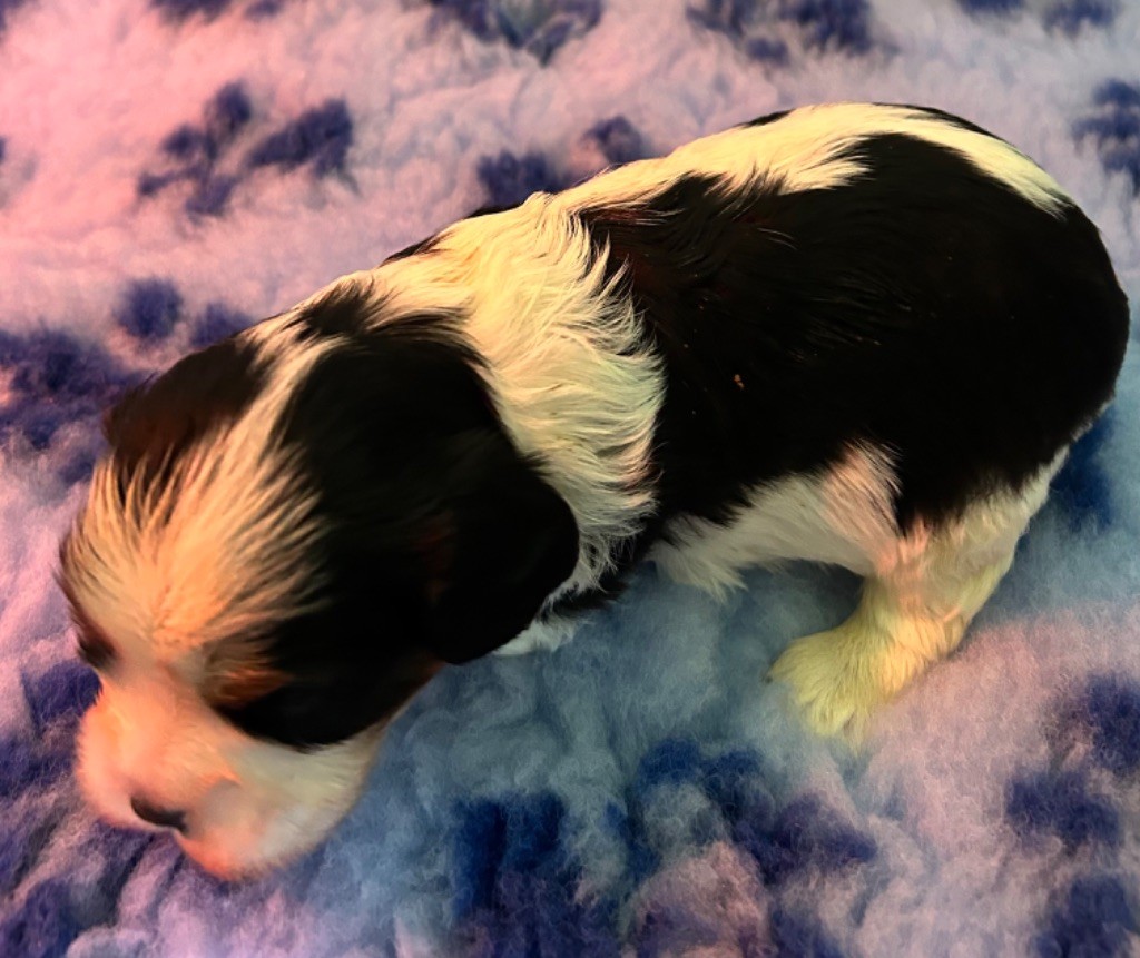 Des Champs D'Eypadero - Chiots disponibles - Cavalier King Charles Spaniel