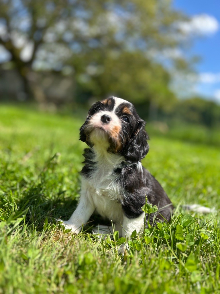 Des Champs D'Eypadero - Chiots disponibles - Cavalier King Charles Spaniel