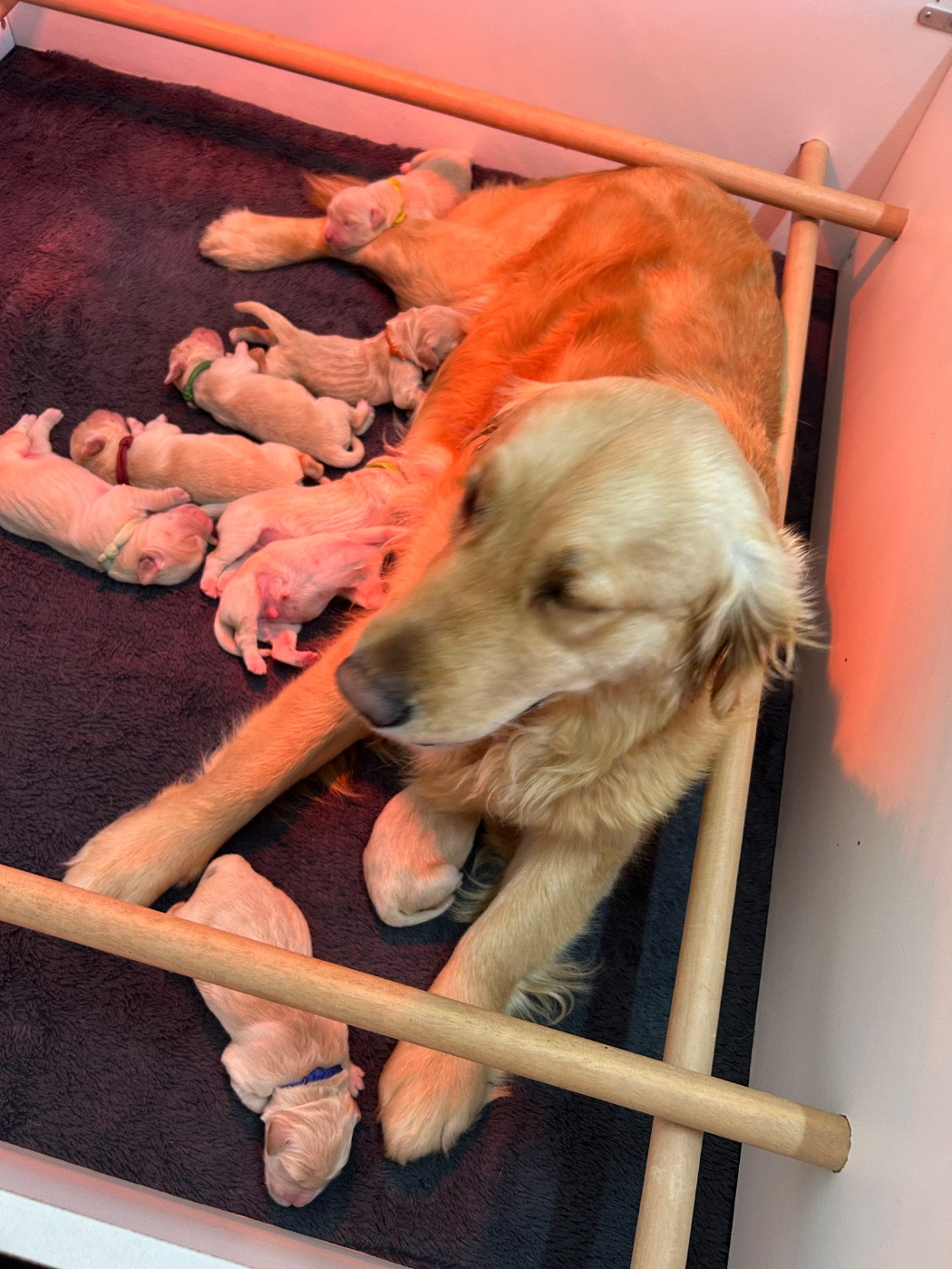 Chiot Golden Retriever Des Champs D'Eypadero