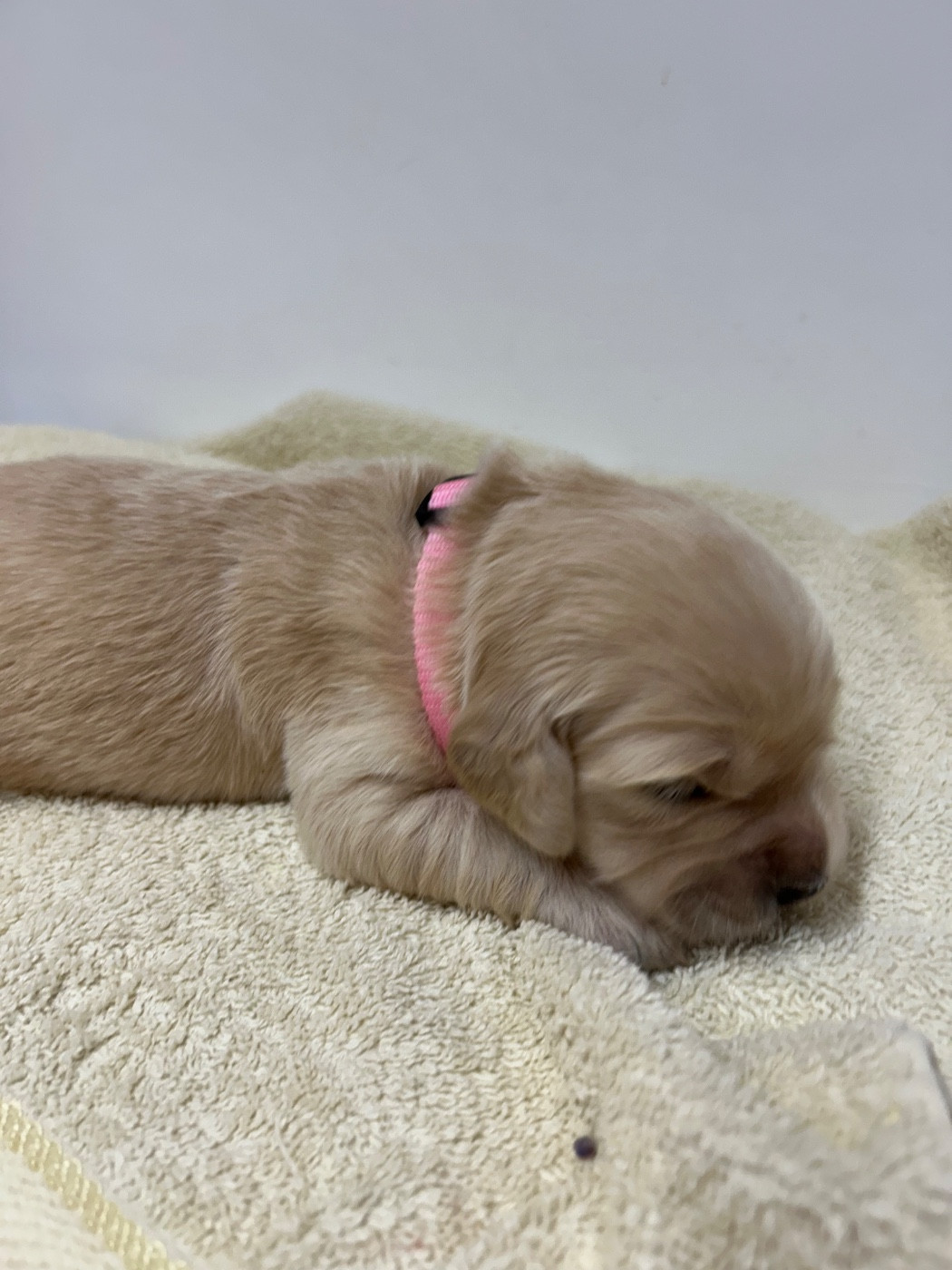 Des Champs D'Eypadero - Chiots disponibles - Golden Retriever