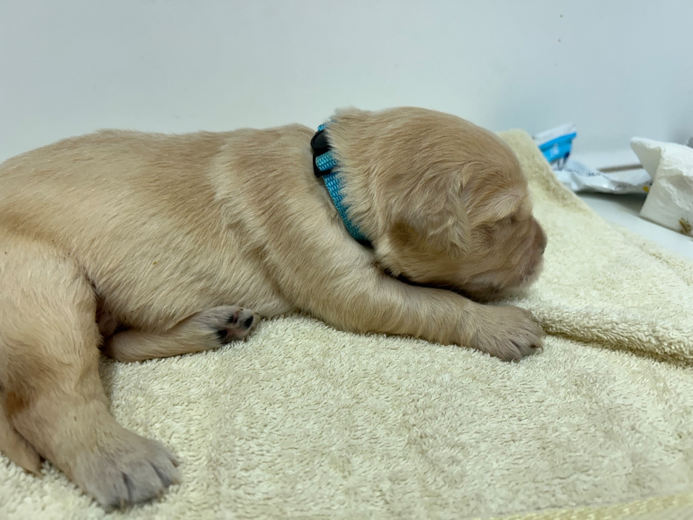 Des Champs D'Eypadero - Chiots disponibles - Golden Retriever