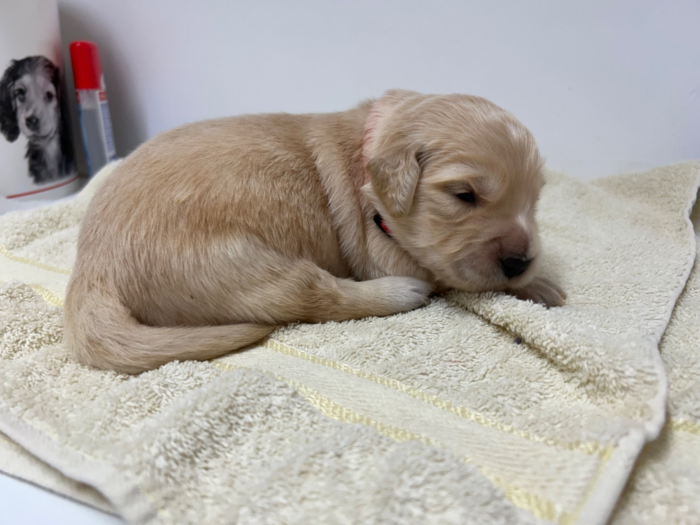 Des Champs D'Eypadero - Chiots disponibles - Golden Retriever