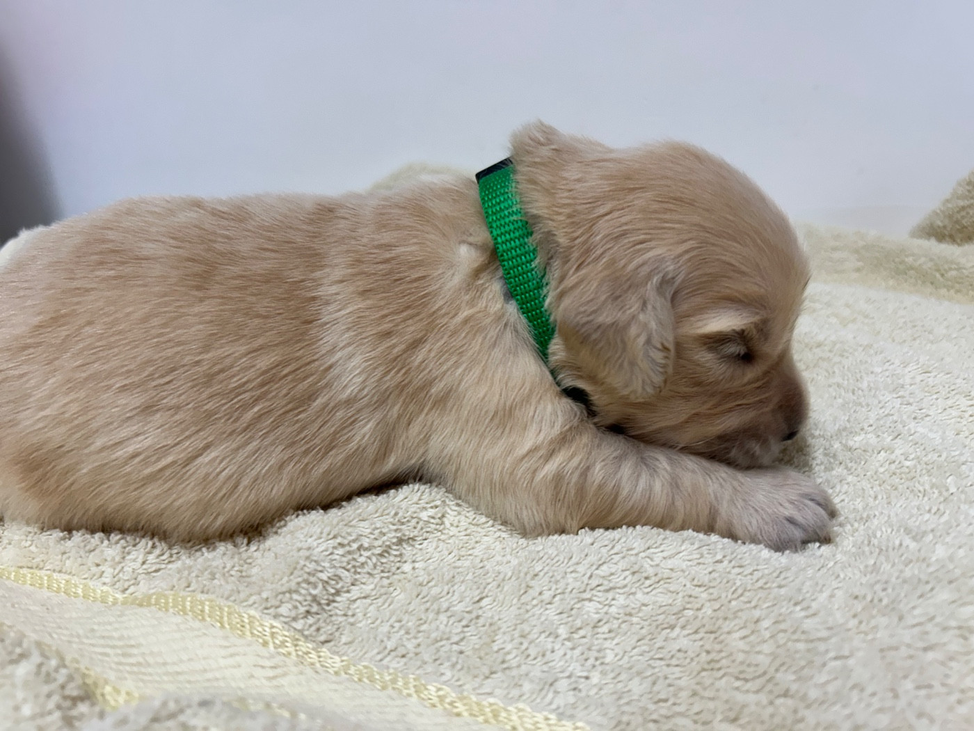Des Champs D'Eypadero - Chiots disponibles - Golden Retriever