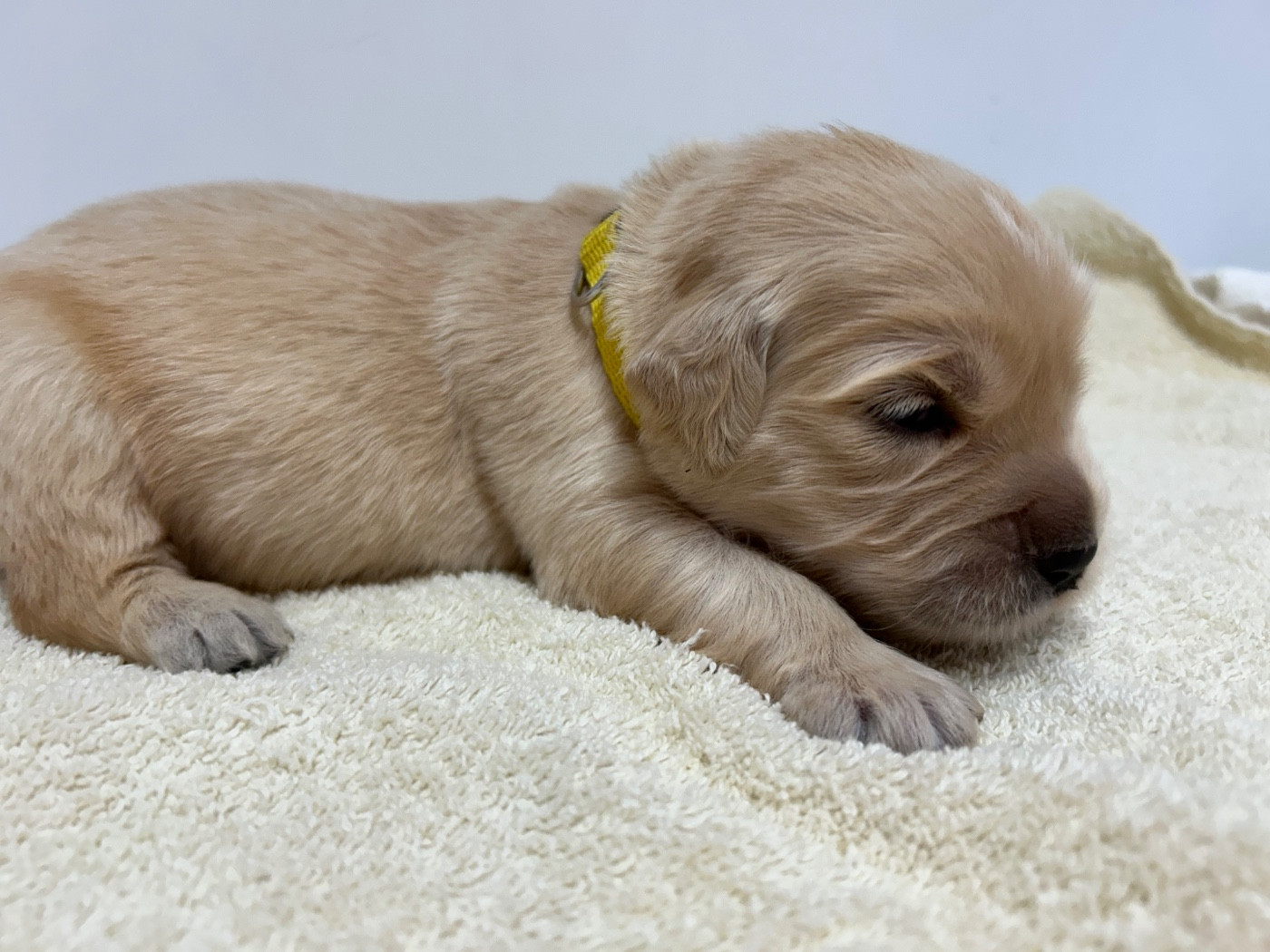 Des Champs D'Eypadero - Chiots disponibles - Golden Retriever