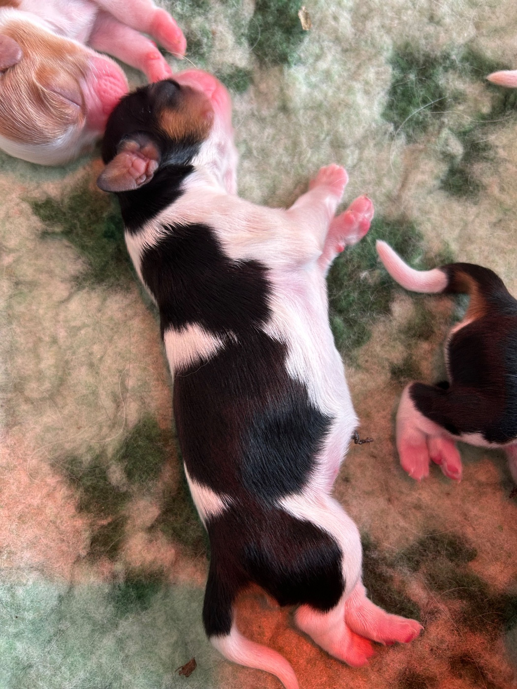 Des Champs D'Eypadero - Chiots disponibles - Cavalier King Charles Spaniel