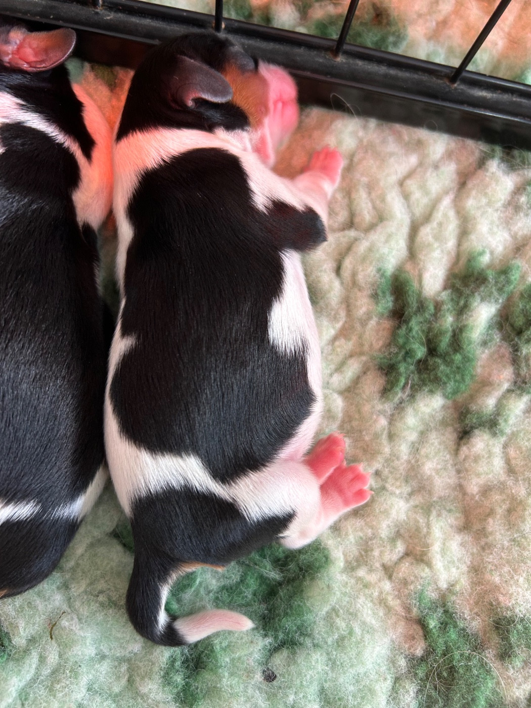 Des Champs D'Eypadero - Chiots disponibles - Cavalier King Charles Spaniel