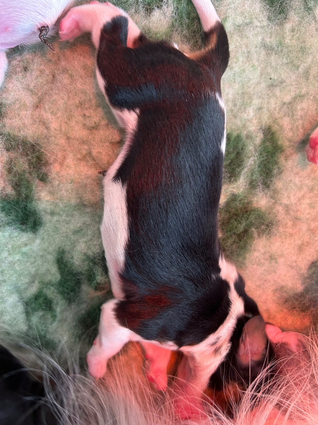 Des Champs D'Eypadero - Chiots disponibles - Cavalier King Charles Spaniel