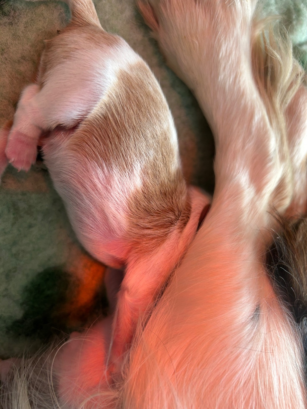 Des Champs D'Eypadero - Chiots disponibles - Cavalier King Charles Spaniel