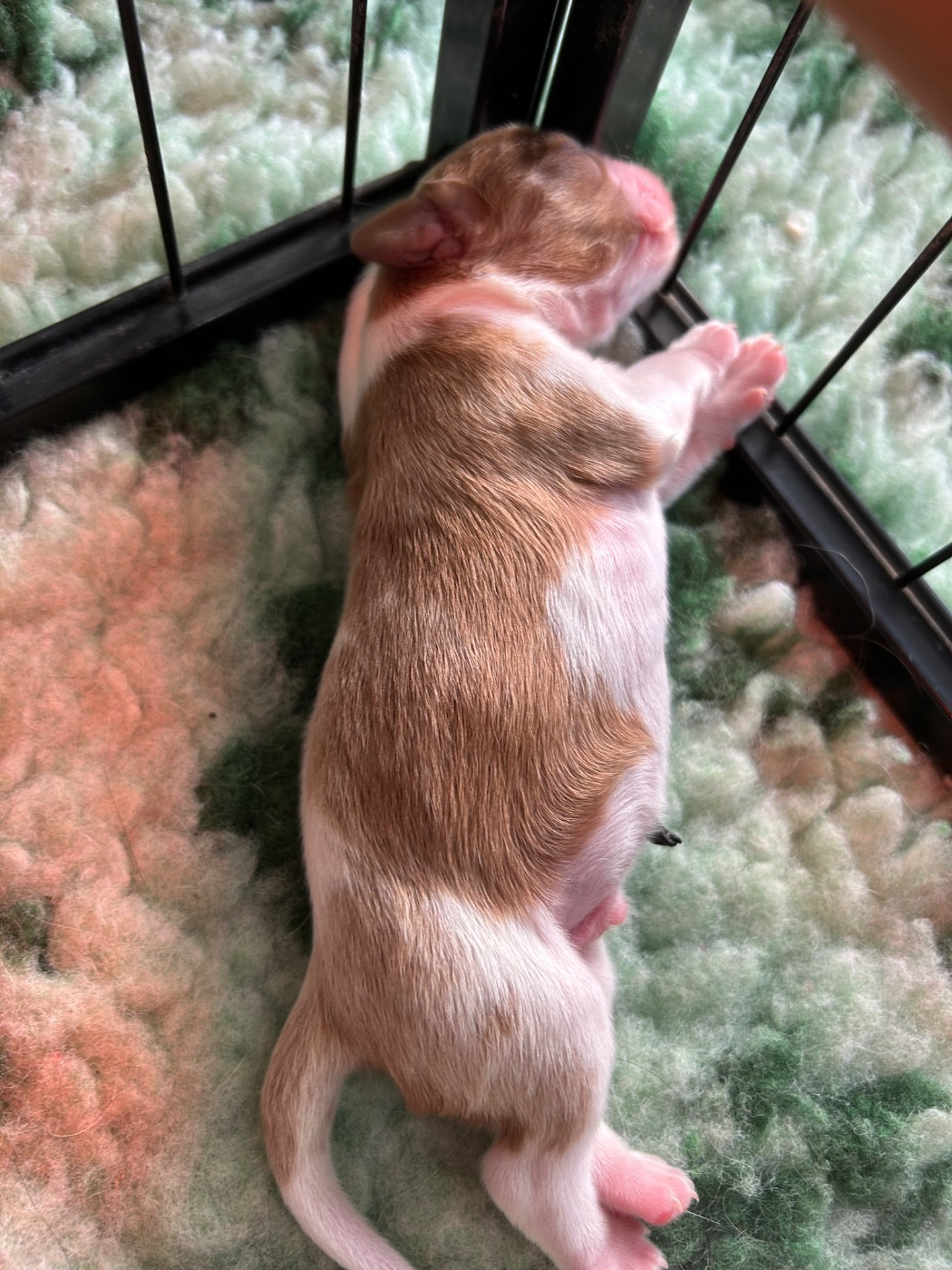 Des Champs D'Eypadero - Chiots disponibles - Cavalier King Charles Spaniel