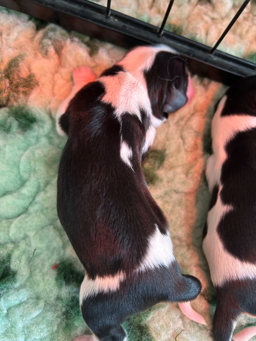 Des Champs D'Eypadero - Chiots disponibles - Cavalier King Charles Spaniel