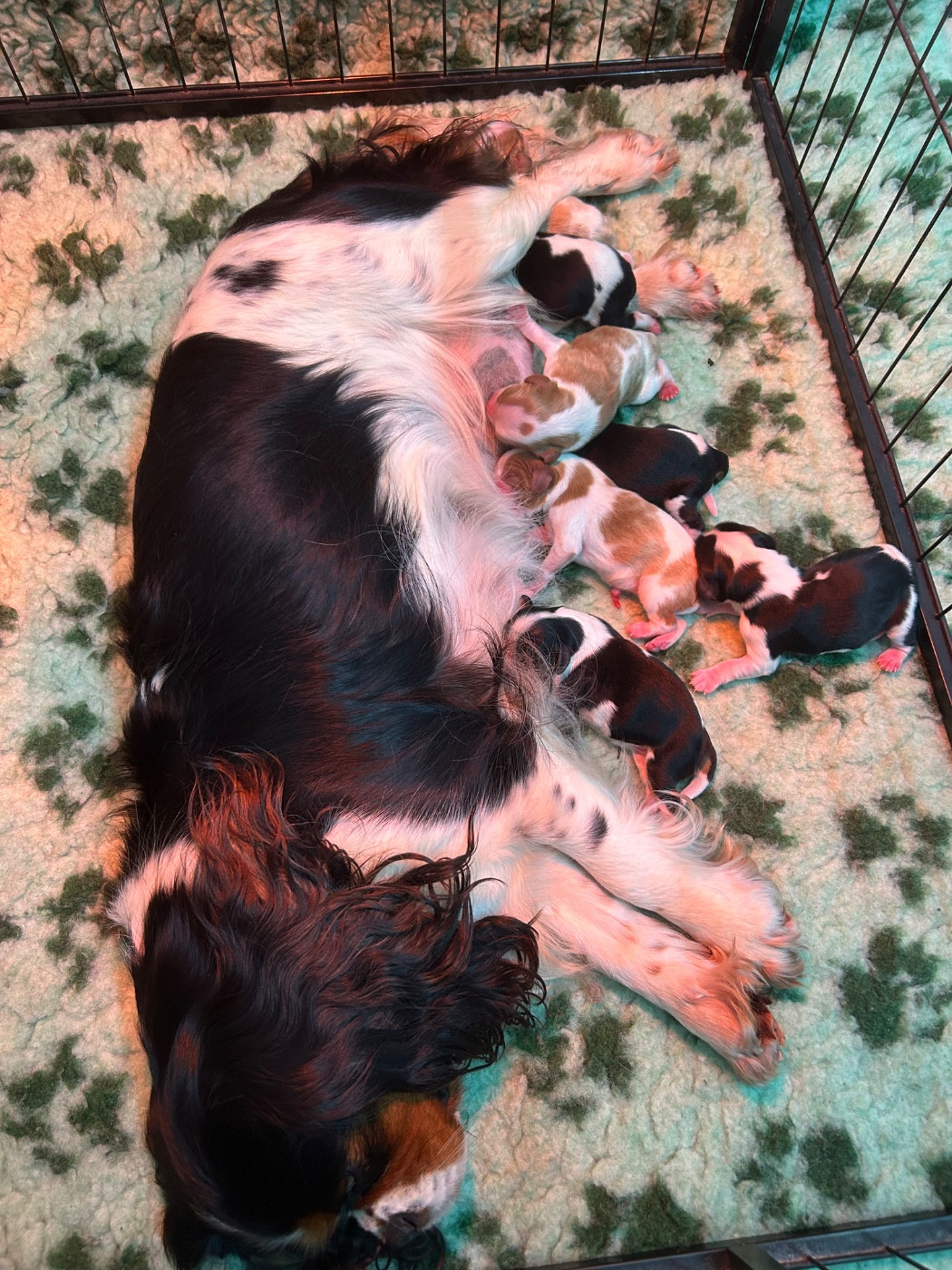 Chiot Cavalier King Charles Spaniel Des Champs D'Eypadero