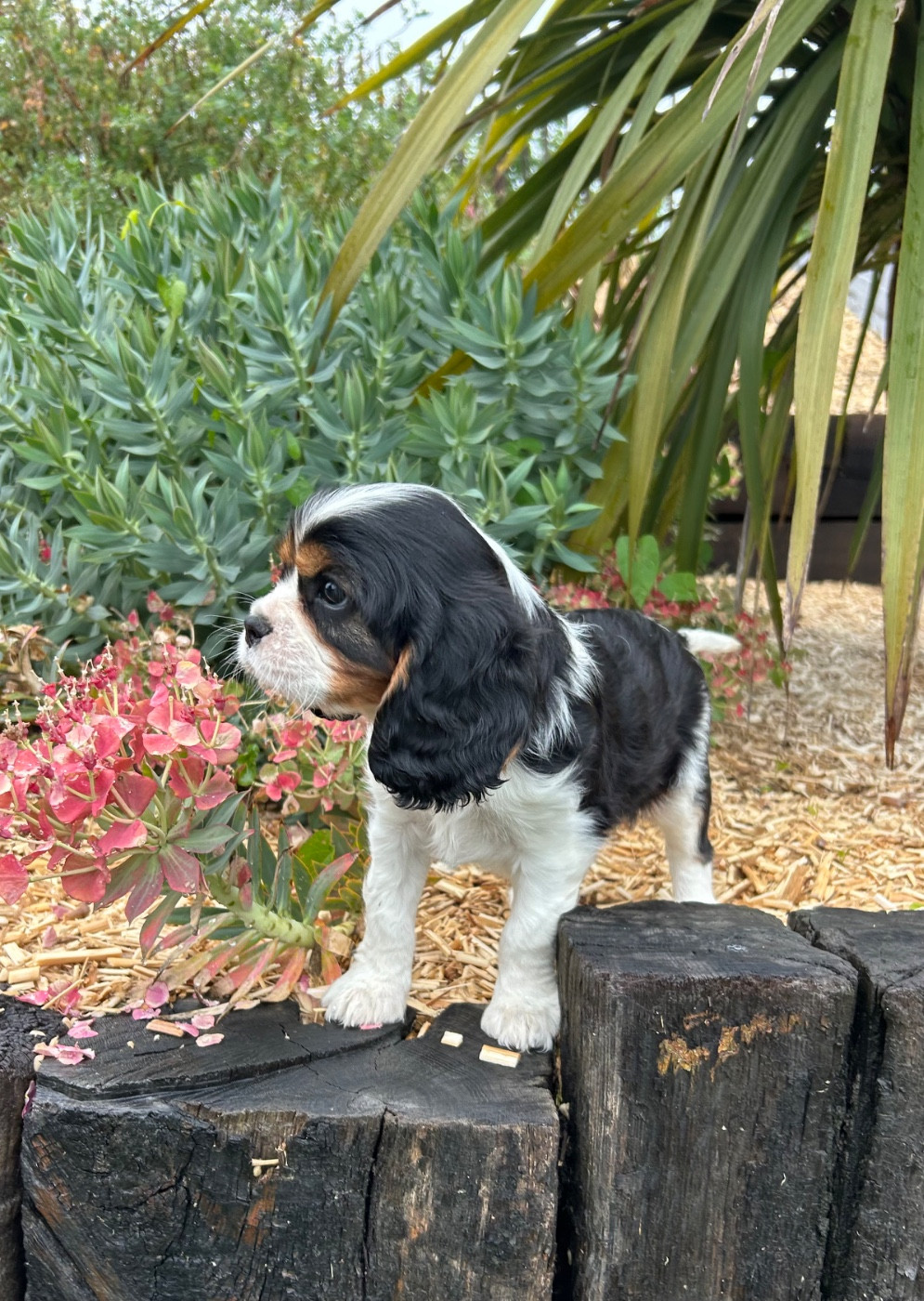 Des Champs D'Eypadero - Chiots disponibles - Cavalier King Charles Spaniel