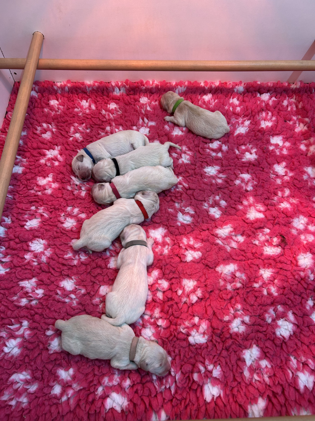 Chiot Golden Retriever Des Champs D'Eypadero