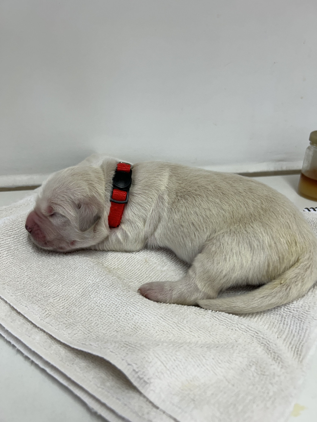 Des Champs D'Eypadero - Chiots disponibles - Golden Retriever