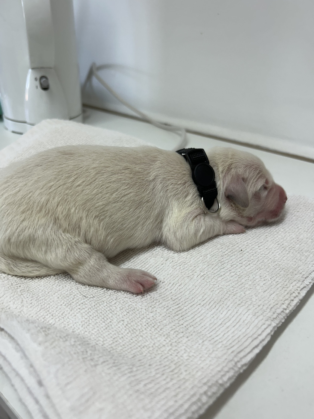 Des Champs D'Eypadero - Chiots disponibles - Golden Retriever