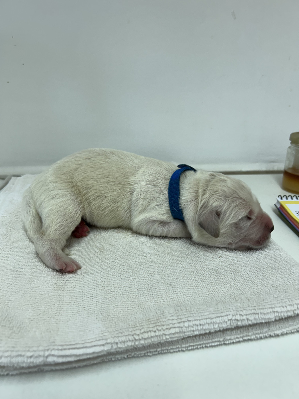Des Champs D'Eypadero - Chiots disponibles - Golden Retriever