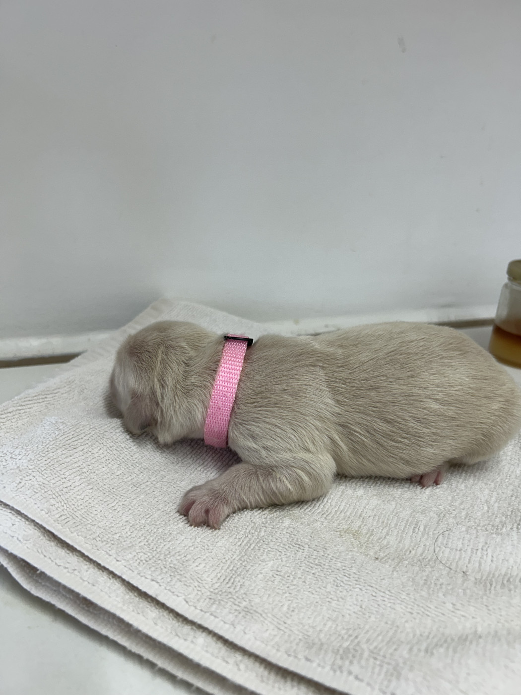 Des Champs D'Eypadero - Chiots disponibles - Golden Retriever