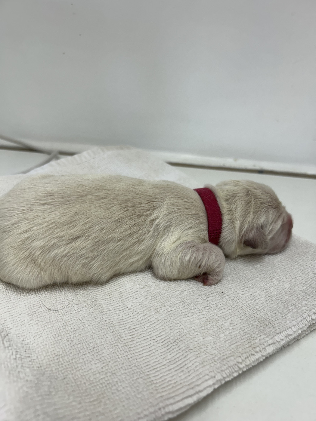 Des Champs D'Eypadero - Chiots disponibles - Golden Retriever