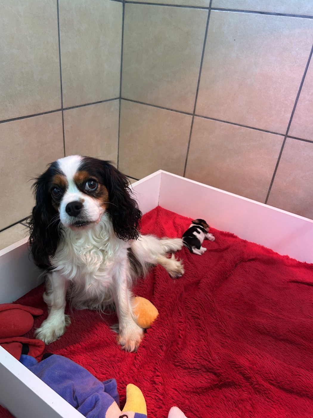 Chiot Cavalier King Charles Spaniel Des Champs D'Eypadero