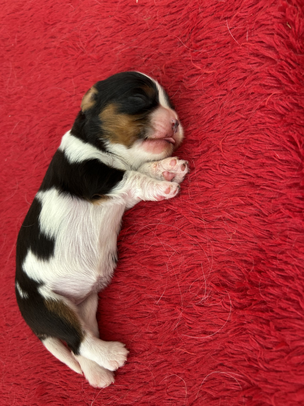 Des Champs D'Eypadero - Chiots disponibles - Cavalier King Charles Spaniel