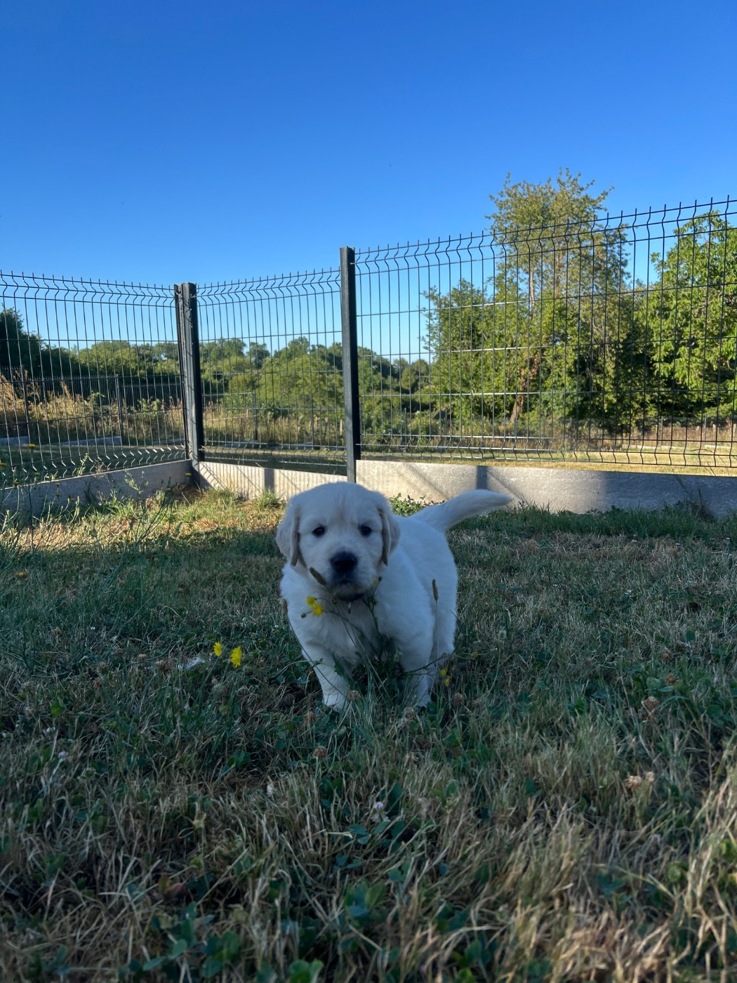 Des Champs D'Eypadero - Chiots disponibles - Golden Retriever