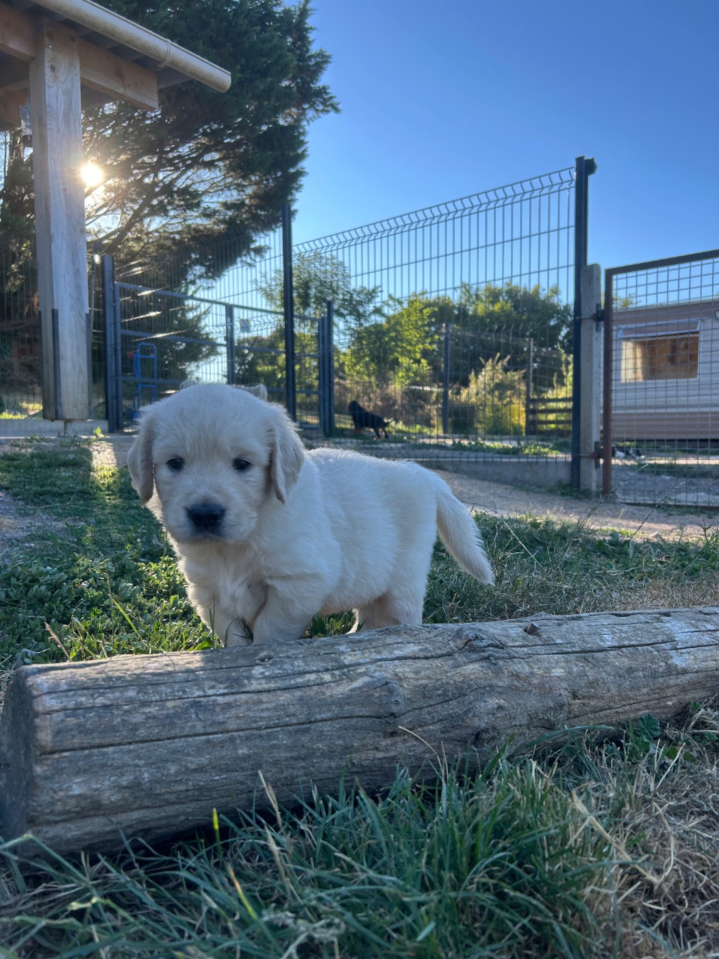 Des Champs D'Eypadero - Chiots disponibles - Golden Retriever