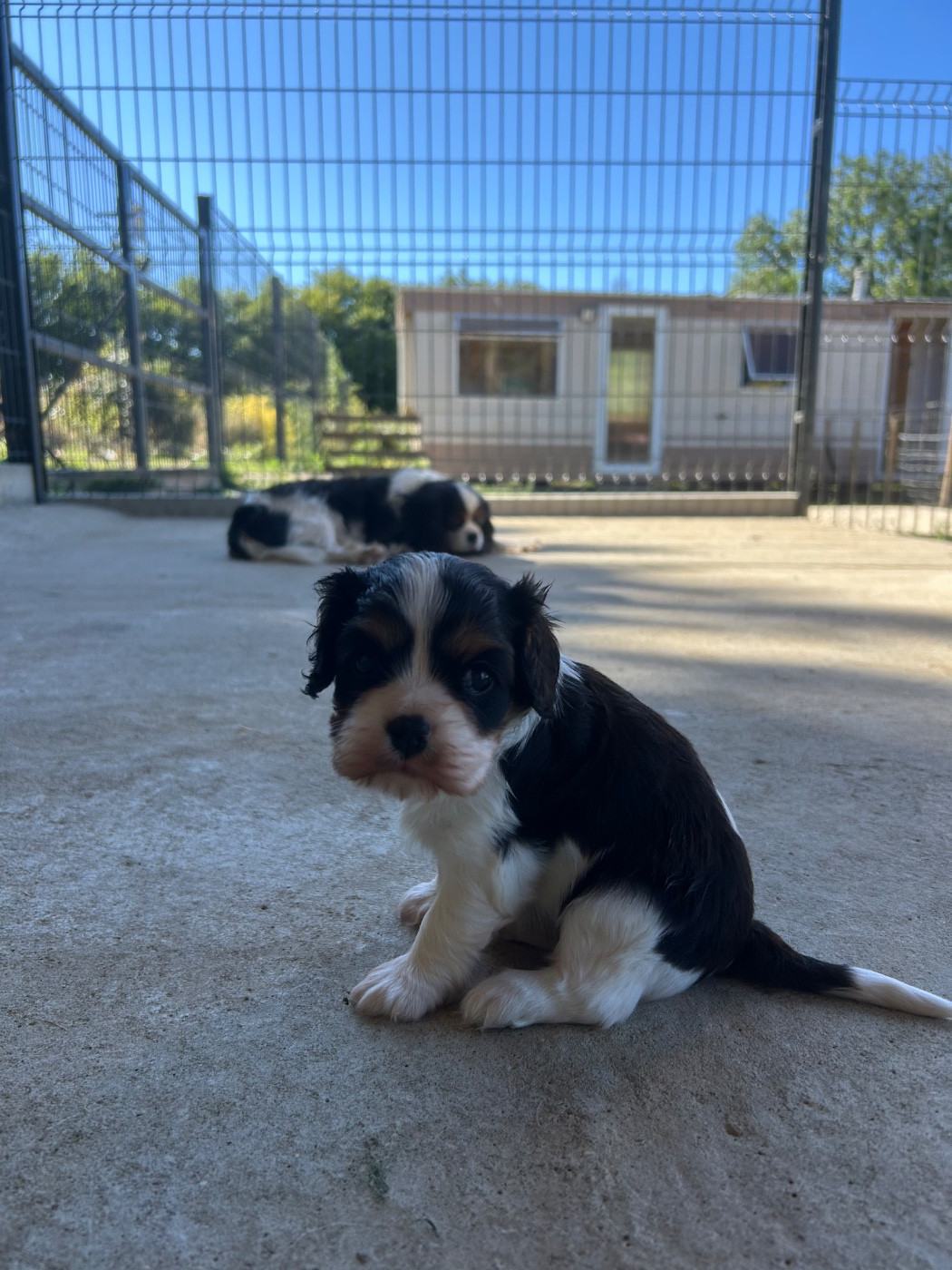 Des Champs D'Eypadero - Chiots disponibles - Cavalier King Charles Spaniel