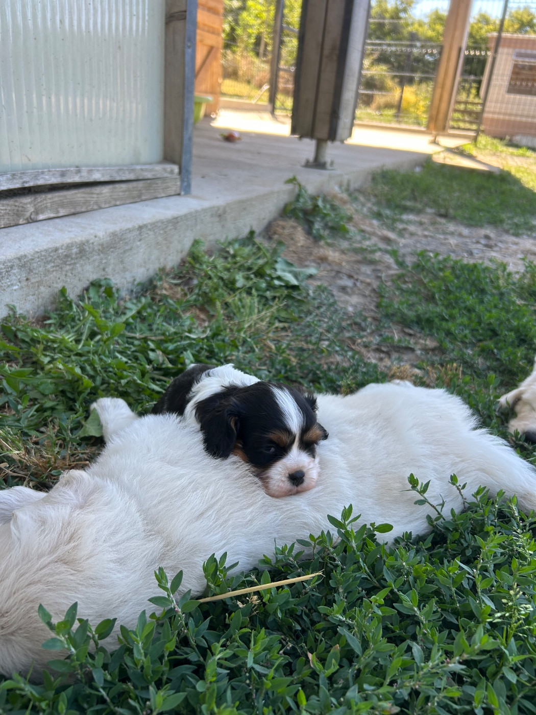 Chiot Cavalier King Charles Spaniel Des Champs D'Eypadero