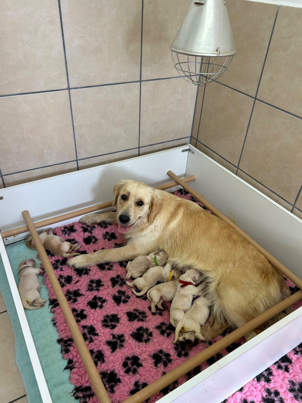 Chiot Golden Retriever Des Champs D'Eypadero