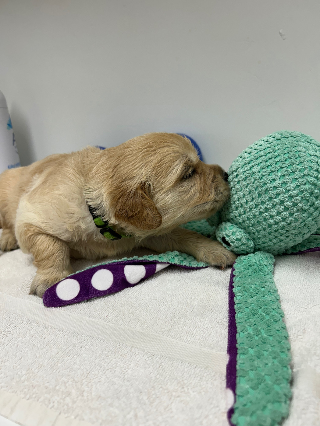 Des Champs D'Eypadero - Chiots disponibles - Golden Retriever