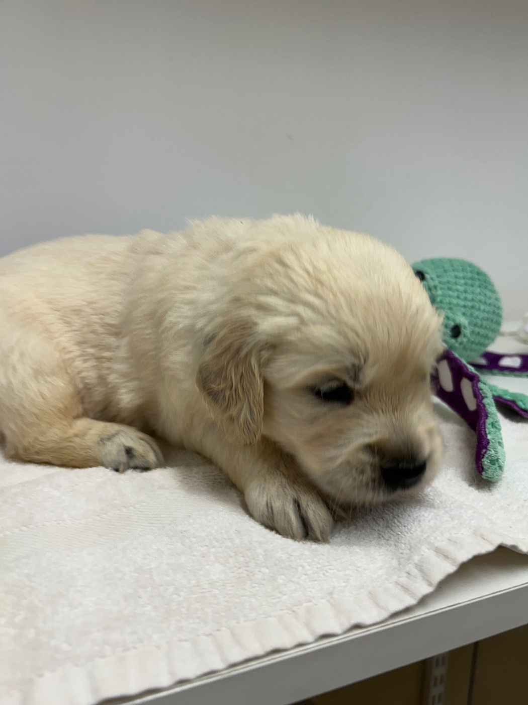 Des Champs D'Eypadero - Chiots disponibles - Golden Retriever