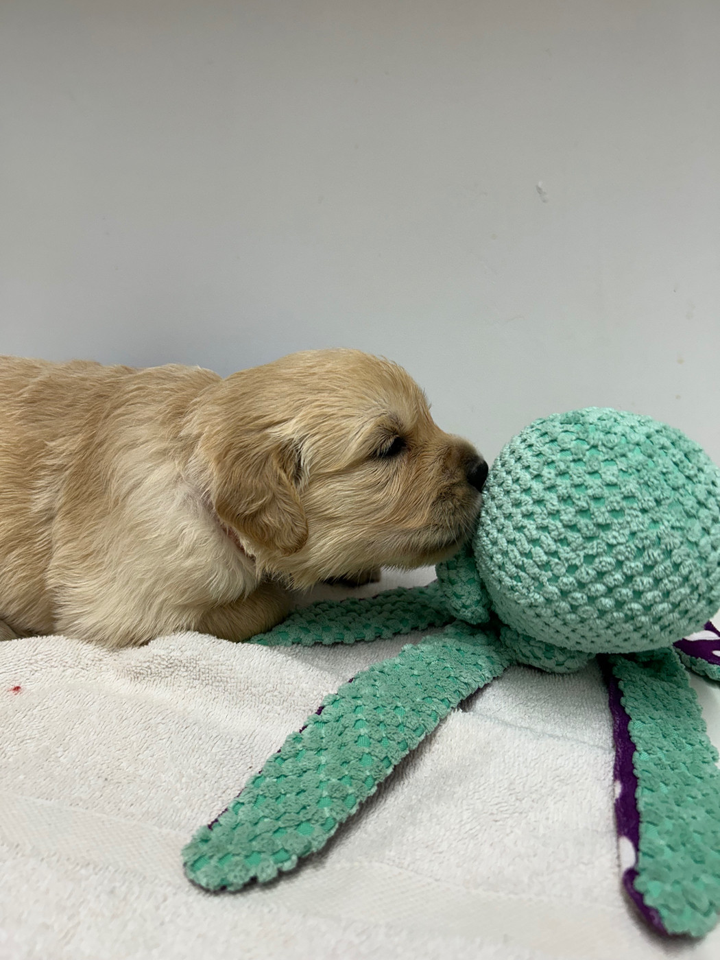 Des Champs D'Eypadero - Chiots disponibles - Golden Retriever