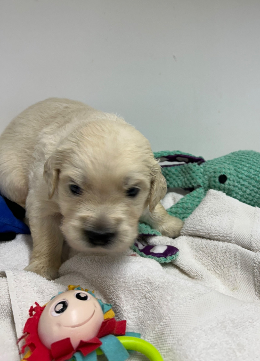 Des Champs D'Eypadero - Chiots disponibles - Golden Retriever